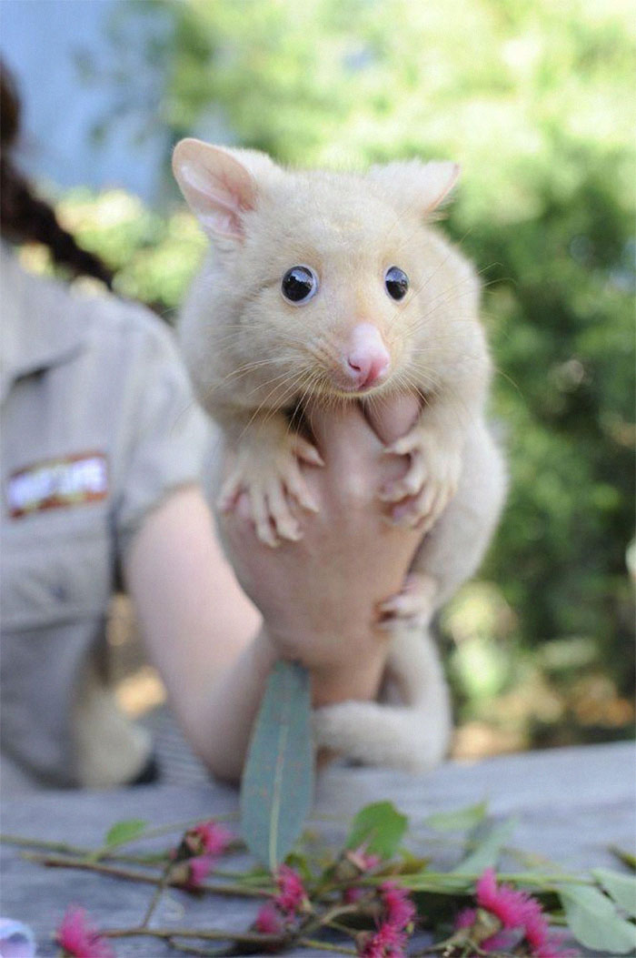 Australian Veterinary Clinic Rescues A Rare Golden Possum, People Say They Just Caught A Pikachu