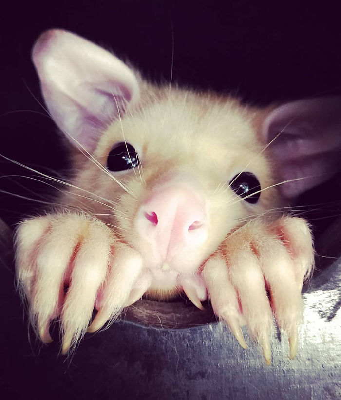 Australian Veterinary Clinic Rescues A Rare Golden Possum, People Say They Just Caught A Pikachu