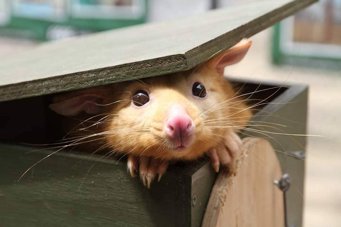 Australian Veterinary Clinic Rescues A Rare Golden Possum, People Say They Just Caught A Pikachu Australian Veterinary Clinic Rescues A Rare Golden Possum, People Say They Just Caught A Pikachu