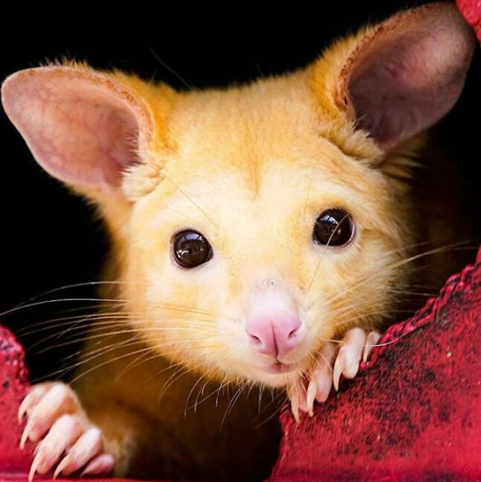 Australian Veterinary Clinic Rescues A Rare Golden Possum, People Say They Just Caught A Pikachu