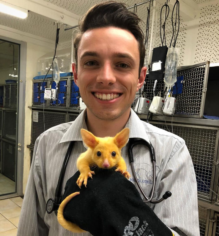 Australian Veterinary Clinic Rescues A Rare Golden Possum, People Say They Just Caught A Pikachu
