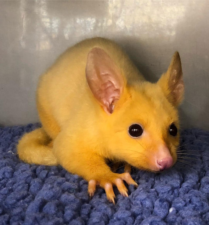 Australian Veterinary Clinic Rescues A Rare Golden Possum, People Say They Just Caught A Pikachu
