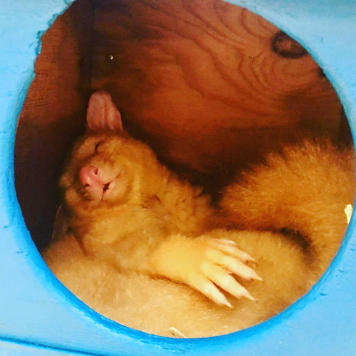 Australian Veterinary Clinic Rescues A Rare Golden Possum, People Say They Just Caught A Pikachu Australian Veterinary Clinic Rescues A Rare Golden Possum, People Say They Just Caught A Pikachu