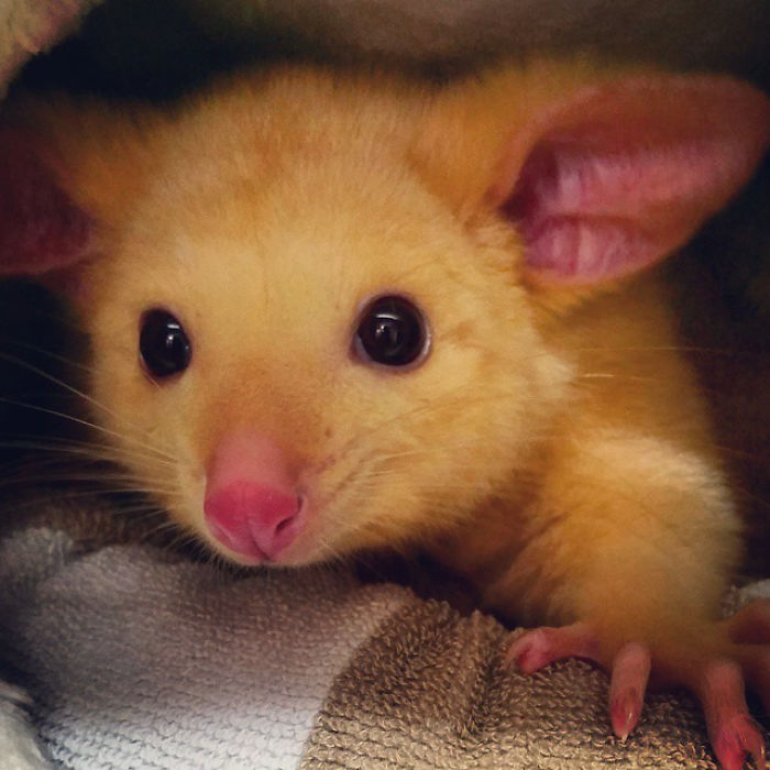 Australian Veterinary Clinic Rescues A Rare Golden Possum, People Say They Just Caught A Pikachu Australian Veterinary Clinic Rescues A Rare Golden Possum, People Say They Just Caught A Pikachu