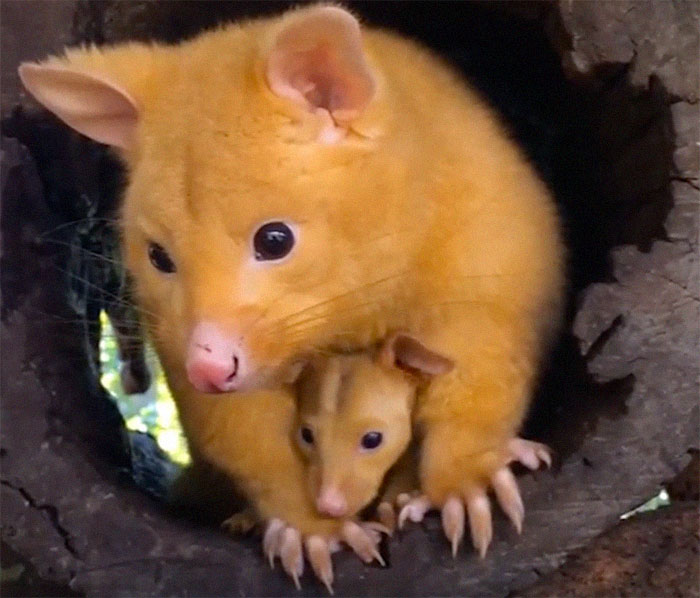 Australian Veterinary Clinic Rescues A Rare Golden Possum, People Say They Just Caught A Pikachu