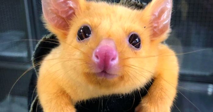 Australian Veterinary Clinic Rescues A Rare Golden Possum, People Say They Just Caught A Pikachu