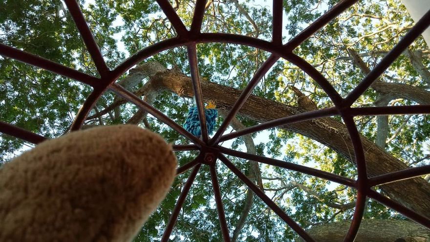 The Adventures Of Milo The Bear