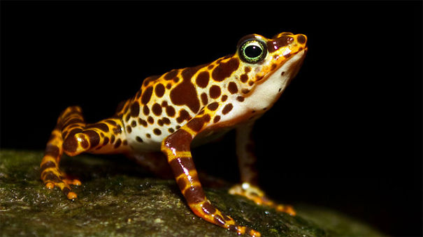 Check Out Some Amazing Species Of Animals You've Probably Never Seen Before! Check Out Some Amazing Species Of Animals You've Probably Never Seen Before!