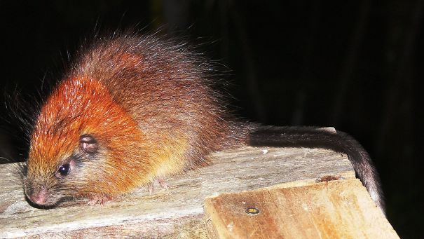 Check Out Some Amazing Species Of Animals You've Probably Never Seen Before! Check Out Some Amazing Species Of Animals You've Probably Never Seen Before!