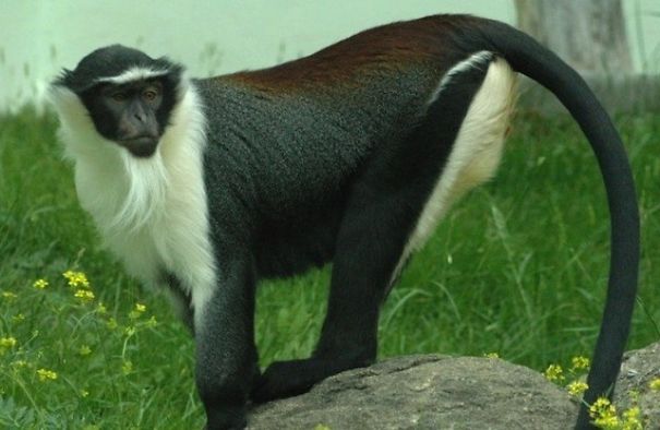 Check Out Some Amazing Species Of Animals You've Probably Never Seen Before! Check Out Some Amazing Species Of Animals You've Probably Never Seen Before!