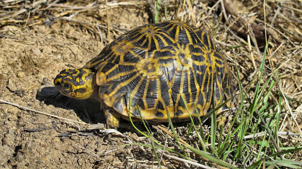Check Out Some Amazing Species Of Animals You've Probably Never Seen Before! Check Out Some Amazing Species Of Animals You've Probably Never Seen Before!