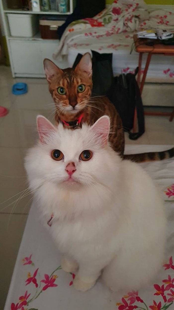 Reporter Can Barely Contain Herself After Her Cats Start Fighting In The Middle Of A Live Broadcast