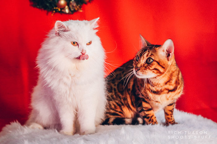 Reporter Can Barely Contain Herself After Her Cats Start Fighting In The Middle Of A Live Broadcast