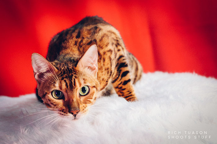 Reporter Can Barely Contain Herself After Her Cats Start Fighting In The Middle Of A Live Broadcast
