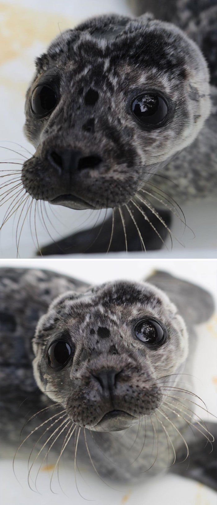 Rescued-Sea-Puppies-Seal-Rescue-Ireland
