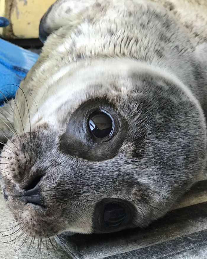 Rescued-Sea-Puppies-Seal-Rescue-Ireland