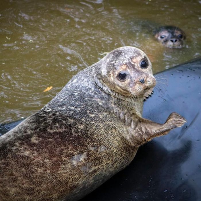 Rescued-Sea-Puppies-Seal-Rescue-Ireland