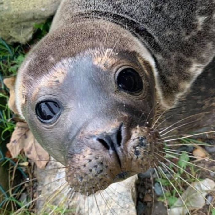 Rescued-Sea-Puppies-Seal-Rescue-Ireland