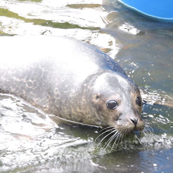 Rescued-Sea-Puppies-Seal-Rescue-Ireland