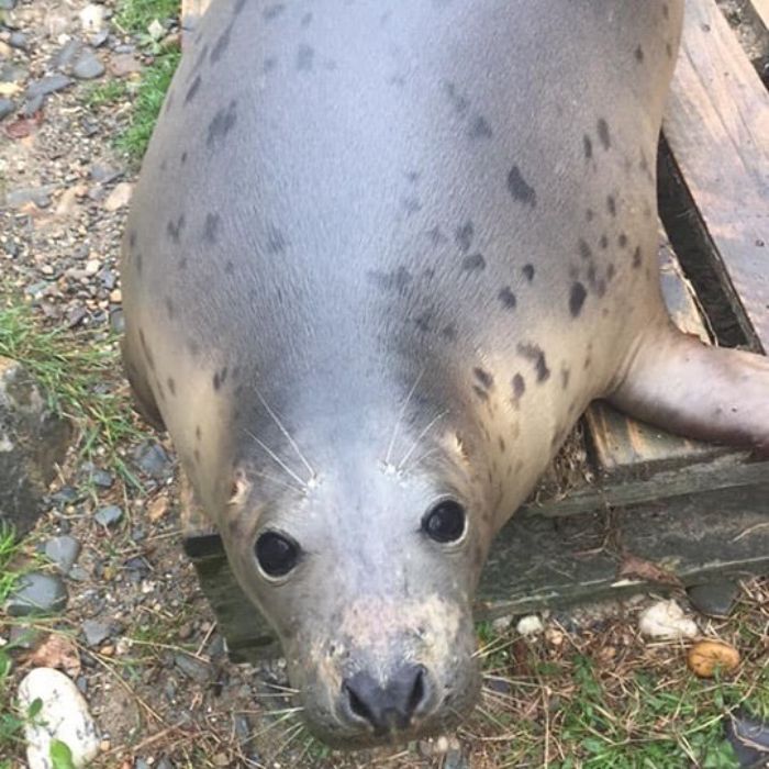 Rescued-Sea-Puppies-Seal-Rescue-Ireland