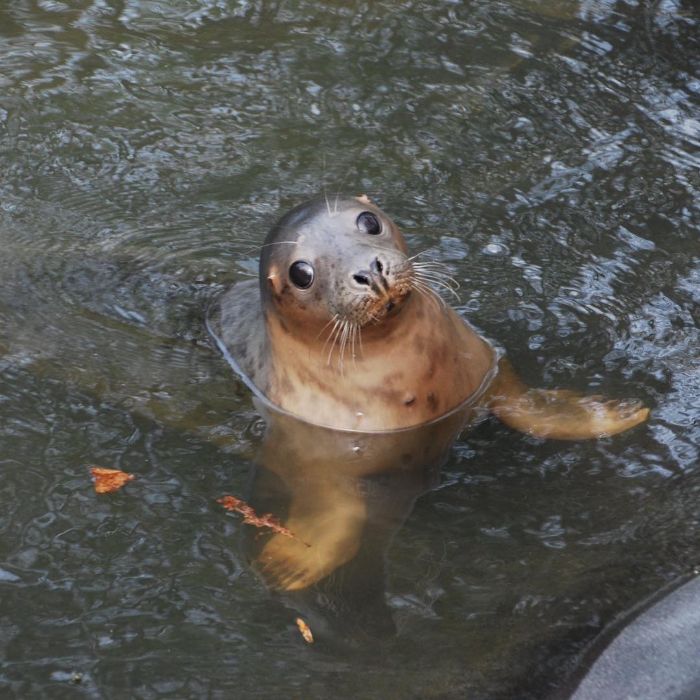 Rescued-Sea-Puppies-Seal-Rescue-Ireland