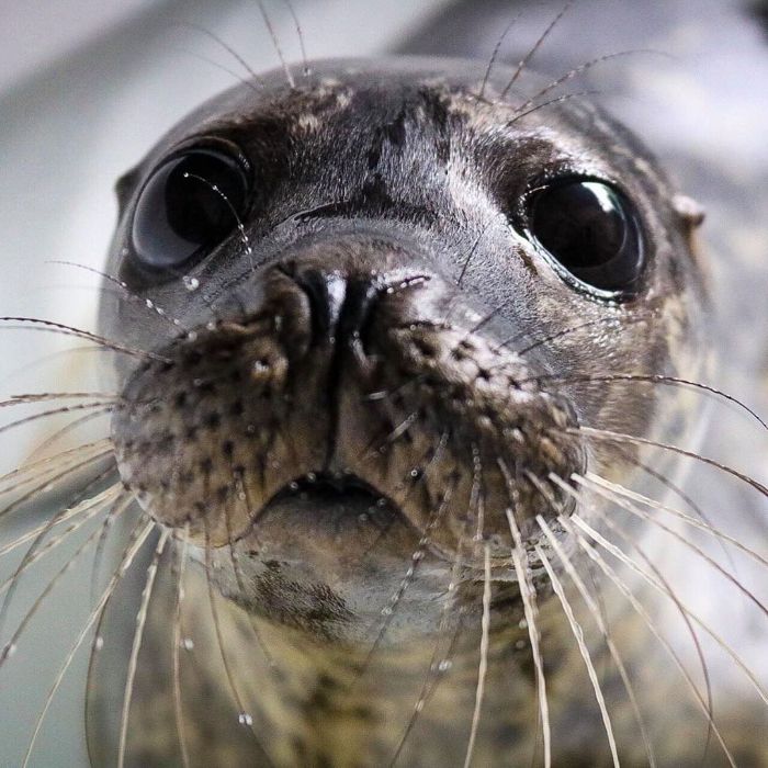 Rescued-Sea-Puppies-Seal-Rescue-Ireland