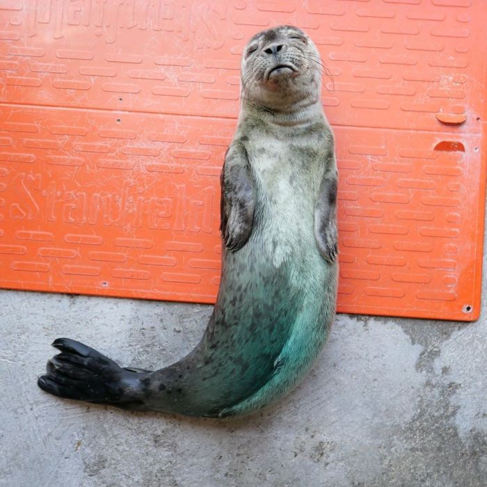 Rescued-Sea-Puppies-Seal-Rescue-Ireland