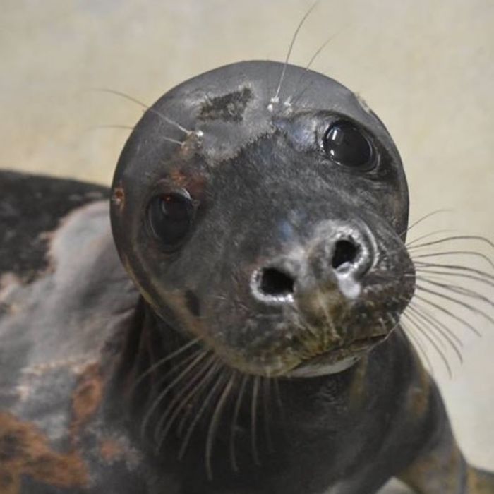 Rescued-Sea-Puppies-Seal-Rescue-Ireland