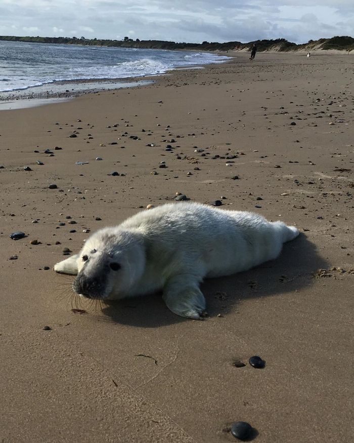 Rescued-Sea-Puppies-Seal-Rescue-Ireland
