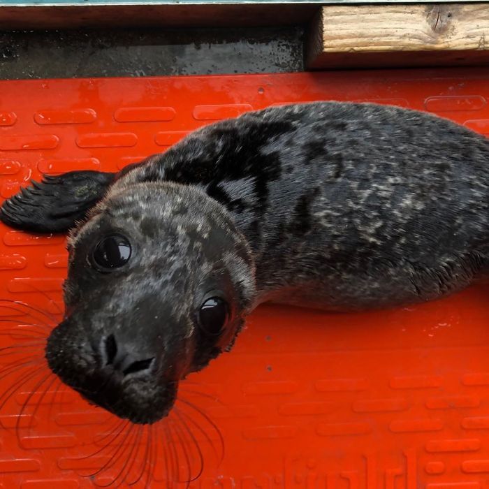 Rescued-Sea-Puppies-Seal-Rescue-Ireland