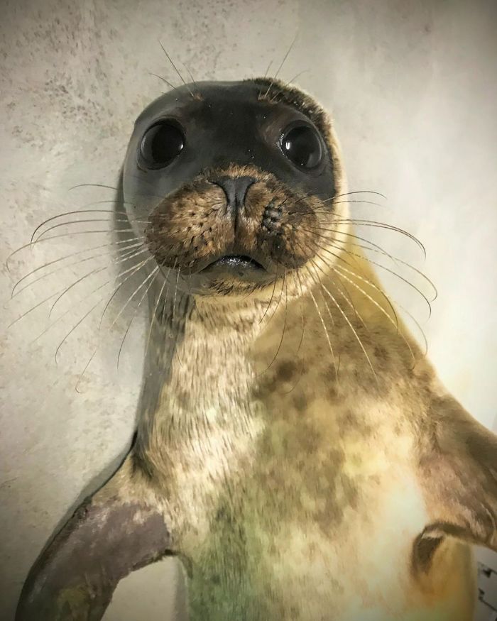 Rescued-Sea-Puppies-Seal-Rescue-Ireland