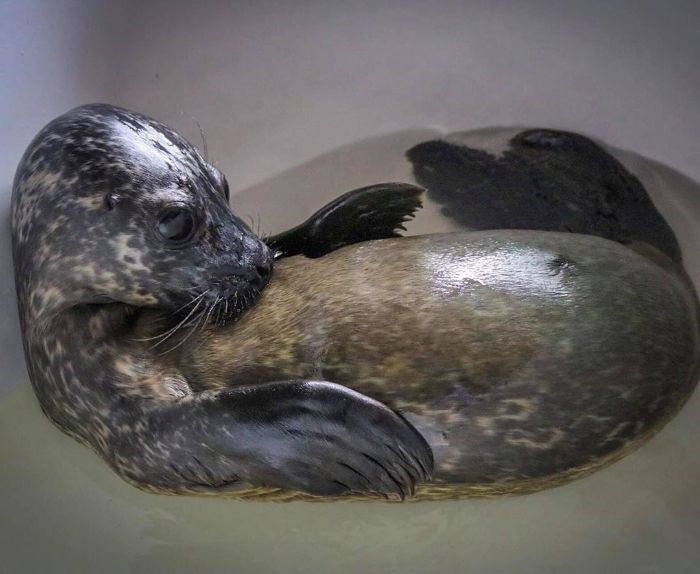 Rescued-Sea-Puppies-Seal-Rescue-Ireland