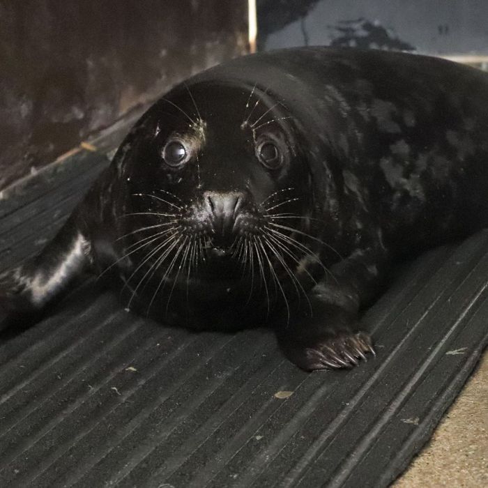 Rescued-Sea-Puppies-Seal-Rescue-Ireland