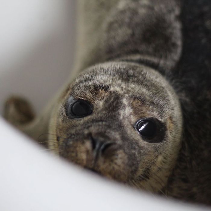 Rescued-Sea-Puppies-Seal-Rescue-Ireland