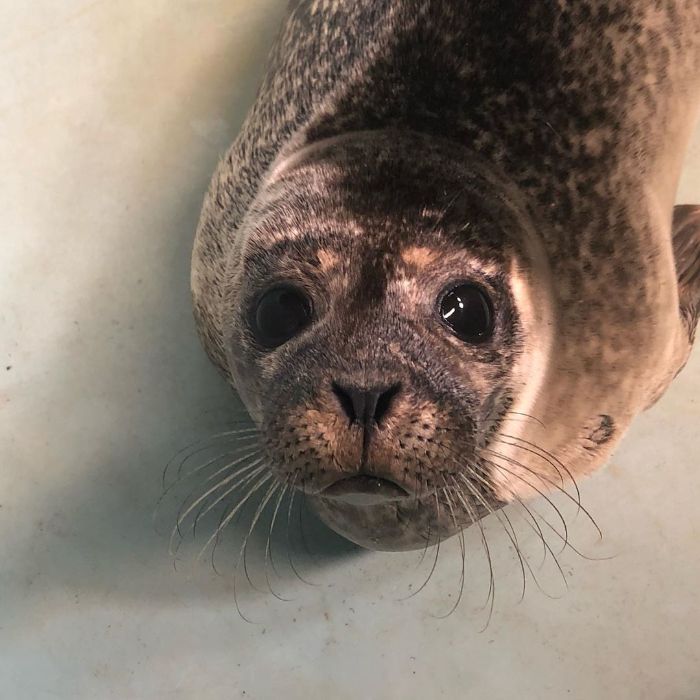 Rescued-Sea-Puppies-Seal-Rescue-Ireland