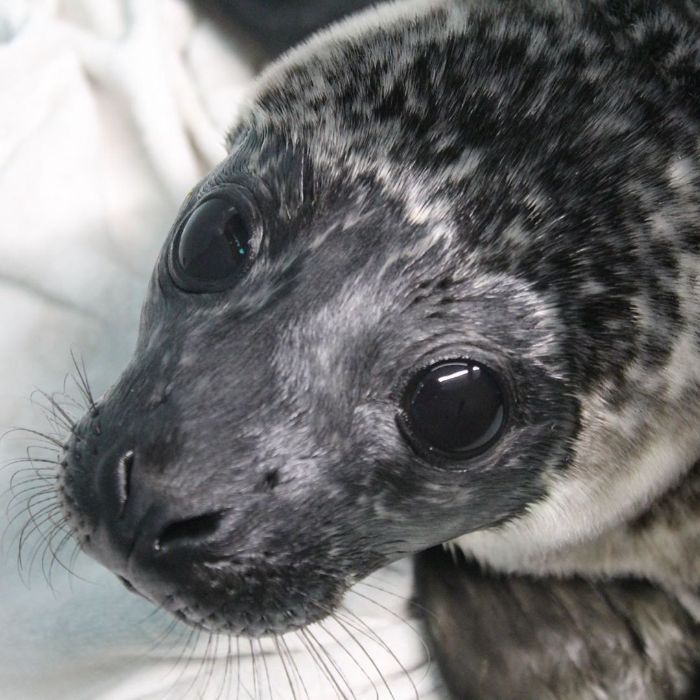Rescued-Sea-Puppies-Seal-Rescue-Ireland
