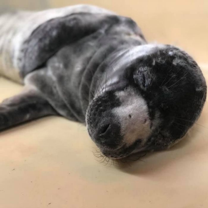 Rescued-Sea-Puppies-Seal-Rescue-Ireland