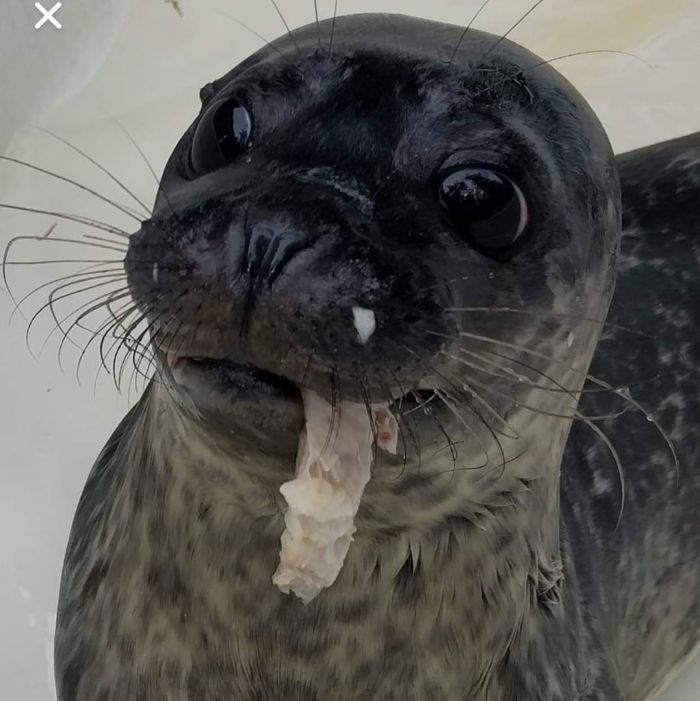 Rescued-Sea-Puppies-Seal-Rescue-Ireland