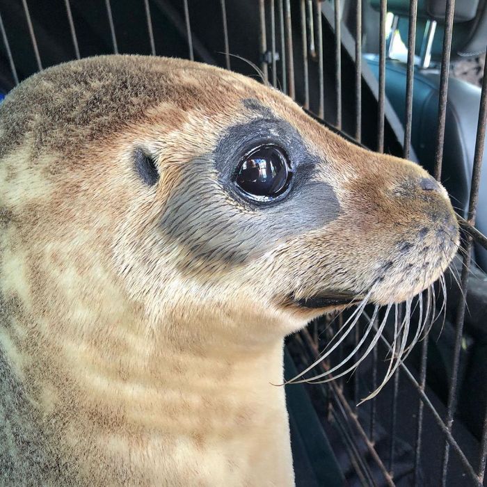 Rescued-Sea-Puppies-Seal-Rescue-Ireland