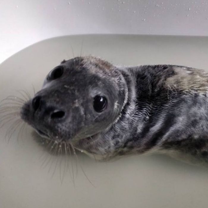 Rescued-Sea-Puppies-Seal-Rescue-Ireland