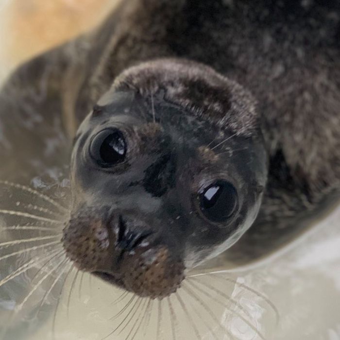 Rescued-Sea-Puppies-Seal-Rescue-Ireland