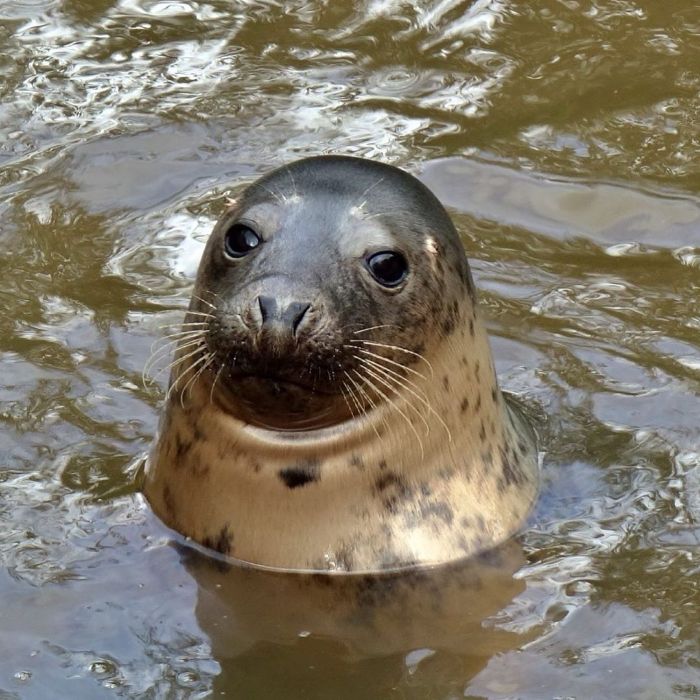Rescued-Sea-Puppies-Seal-Rescue-Ireland
