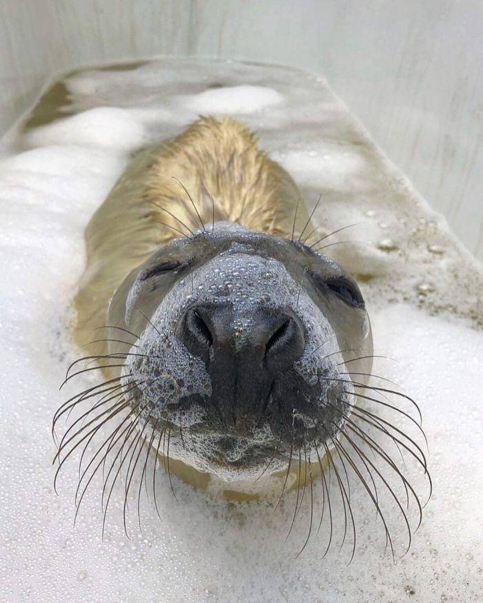 Rescued-Sea-Puppies-Seal-Rescue-Ireland