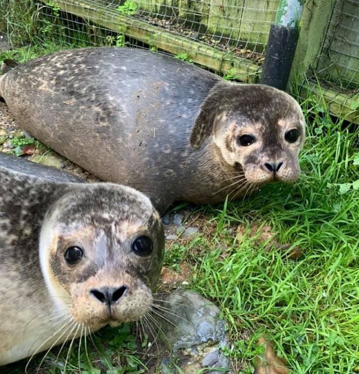 Rescued-Sea-Puppies-Seal-Rescue-Ireland