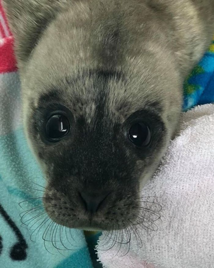 Rescued-Sea-Puppies-Seal-Rescue-Ireland