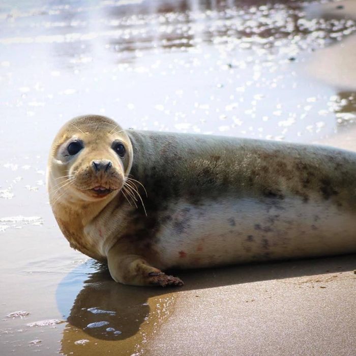 Rescued-Sea-Puppies-Seal-Rescue-Ireland