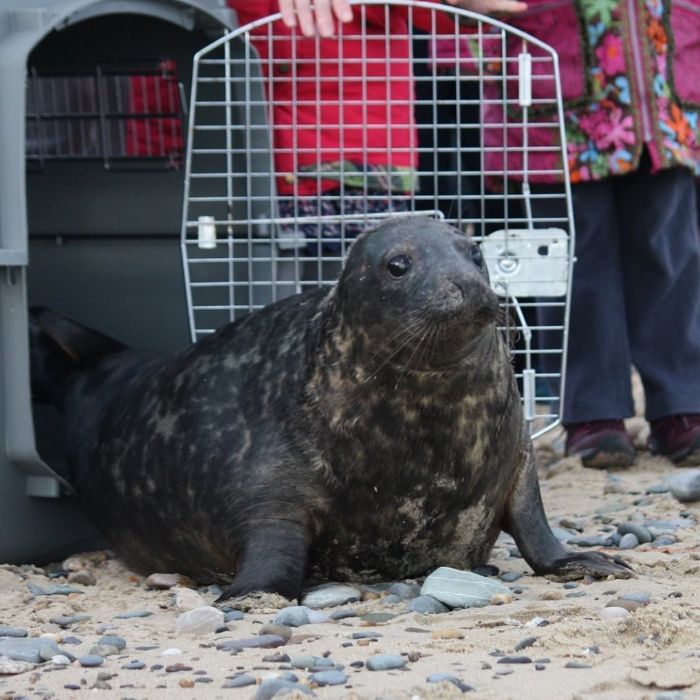 Rescued-Sea-Puppies-Seal-Rescue-Ireland