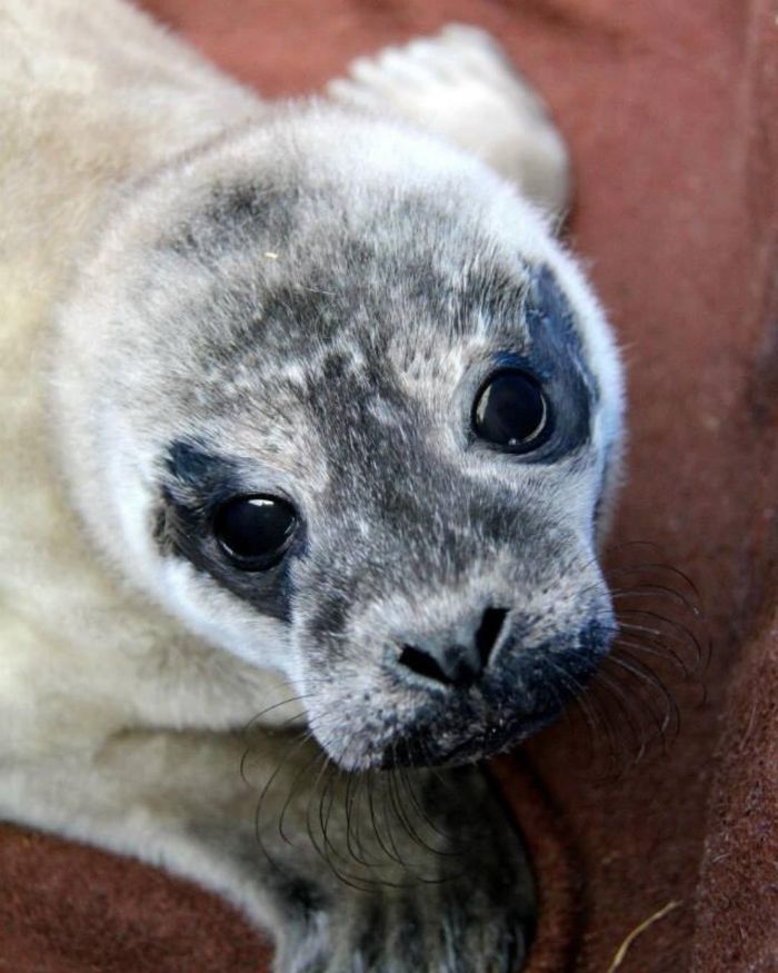Rescued-Sea-Puppies-Seal-Rescue-Ireland