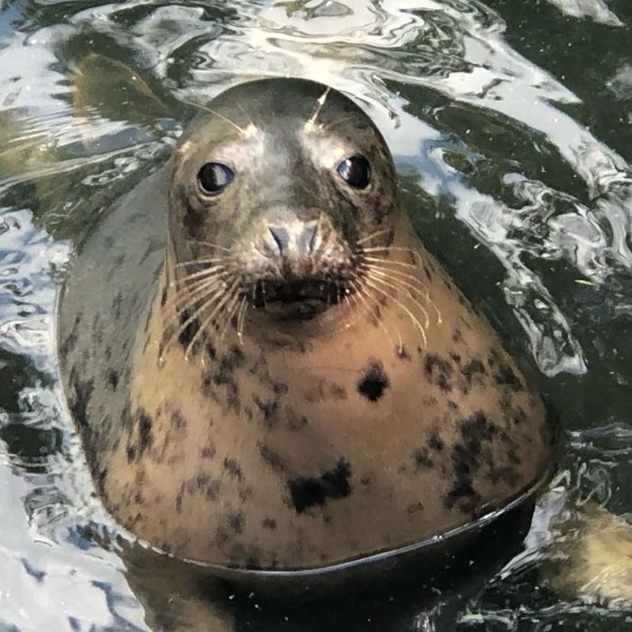 Rescued-Sea-Puppies-Seal-Rescue-Ireland