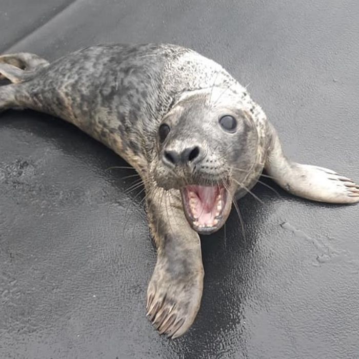Rescued-Sea-Puppies-Seal-Rescue-Ireland